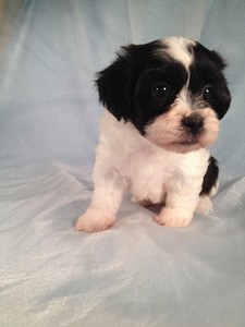 Male Black and White Shih Tzu Bichon Puppy for Sale
